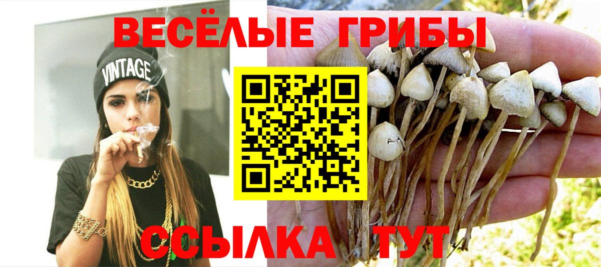 Галлюциногенные грибы Psilocybine cubensis Кострома
